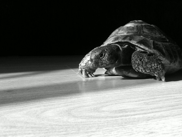 tortoise-644163_1280